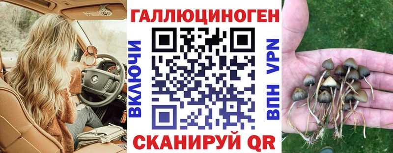 Галлюциногенные грибы Psilocybe  Купить  Абаза 